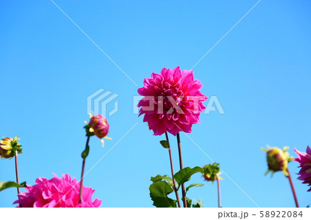 ダリアの花 58922084
