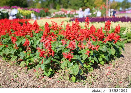 サルビア　スプレンデンスの花 58922091