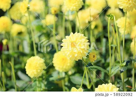 ダリアの花 58922092