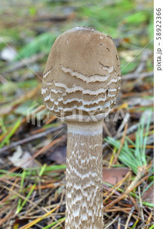 カラカサタケ 58922366
