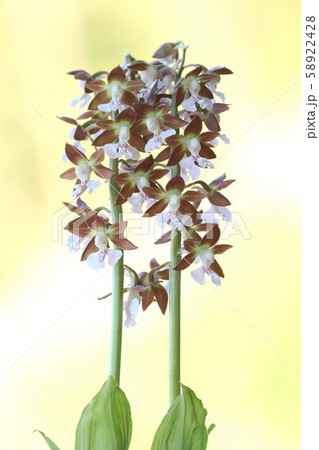 エビネ 山野草 赤茶色の花 明るい背景の写真素材