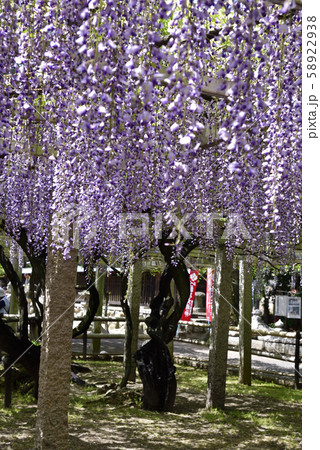 志那三郷の藤 三大神社 砂摺りの藤 志那三郷の藤 三大神社 砂摺りの藤 58922938