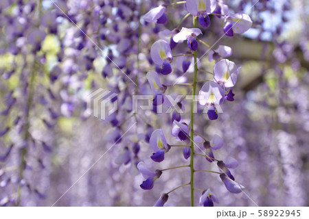 志那三郷の藤　三大神社　砂摺りの藤 58922945