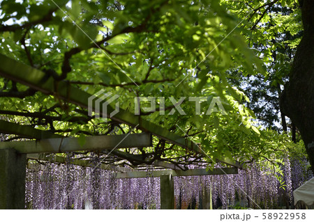 志那三郷の藤 三大神社 砂摺りの藤 志那三郷の藤 三大神社 砂摺りの藤 58922958