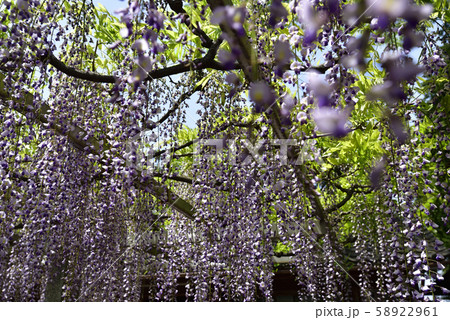 志那三郷の藤　三大神社　砂摺りの藤 58922961