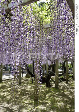 志那三郷の藤　三大神社　砂摺りの藤 58922962