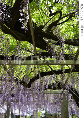志那三郷の藤 三大神社 砂摺りの藤 志那三郷の藤 三大神社 砂摺りの藤 58922970
