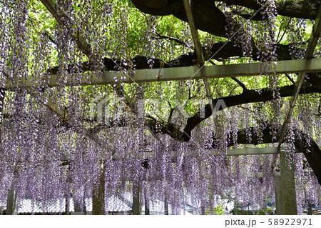 志那三郷の藤　三大神社　砂摺りの藤 58922971
