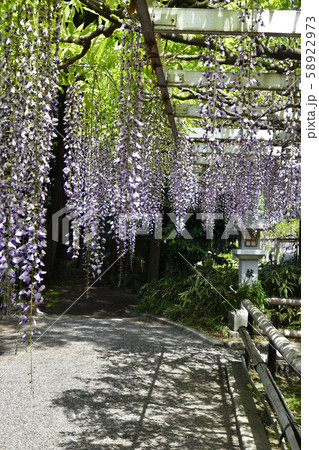 志那三郷の藤 三大神社 砂摺りの藤 志那三郷の藤 三大神社 砂摺りの藤 58922973