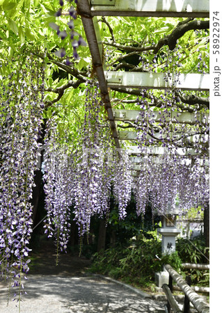 志那三郷の藤　三大神社　砂摺りの藤 58922974