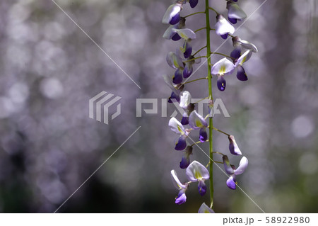 志那三郷の藤 三大神社 砂摺りの藤 志那三郷の藤 三大神社 砂摺りの藤 58922980