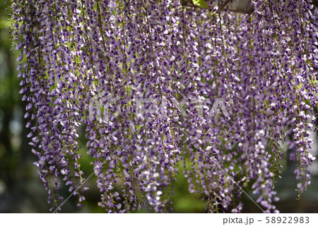 志那三郷の藤 三大神社 砂摺りの藤 志那三郷の藤 三大神社 砂摺りの藤 58922983