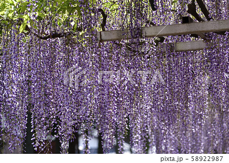 志那三郷の藤 三大神社 砂摺りの藤 志那三郷の藤 三大神社 砂摺りの藤 58922987