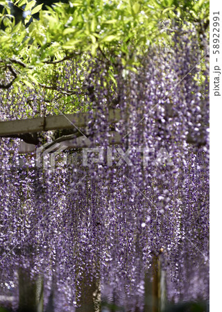 志那三郷の藤 三大神社 砂摺りの藤 志那三郷の藤 三大神社 砂摺りの藤 58922991