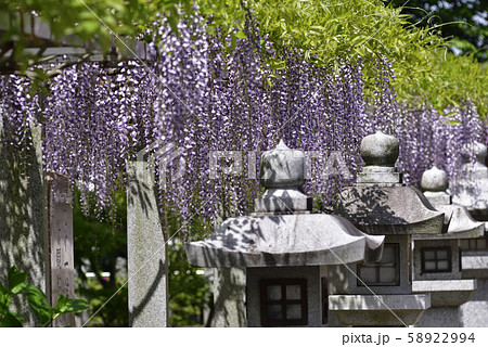 志那三郷の藤 三大神社 砂摺りの藤 志那三郷の藤 三大神社 砂摺りの藤 58922994