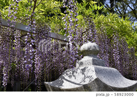 志那三郷の藤 三大神社 砂摺りの藤 志那三郷の藤 三大神社 砂摺りの藤 58923000