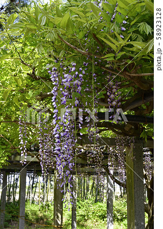 志那三郷の藤　志那神社　藤棚 58923128
