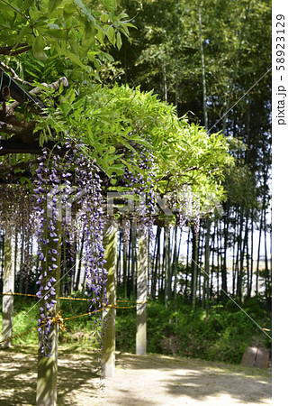 志那三郷の藤 志那神社 藤棚 志那三郷の藤 志那神社 藤棚 58923129