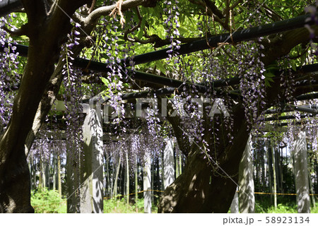 志那三郷の藤　志那神社　藤棚 58923134