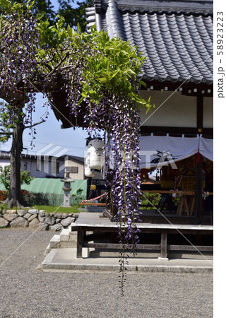 志那三郷の藤　惣社神社　惣社大藤の縁起 58923223