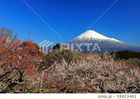 春爛漫 富士山 紅白梅 春爛漫 富士山 紅白梅 58923461
