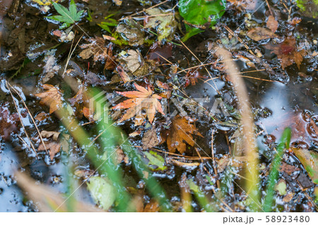 越路もみじ園 58923480