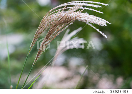 越路もみじ園 越路もみじ園 58923493