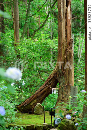 文殊様の夫婦杉　山形市 58923759