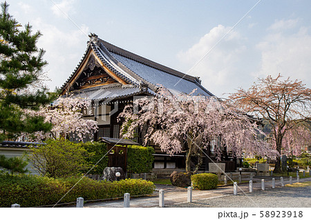 妙満寺 - 桜 58923918