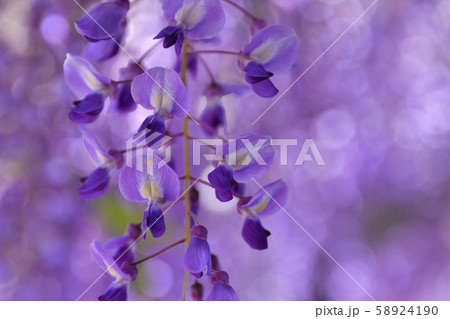 鳥羽の藤　ノダフジ 58924190