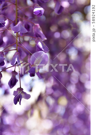 鳥羽の藤　ノダフジ 58924192