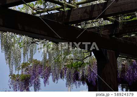 鳥羽の藤　シロバナフジ（ノダフジ） 58924379
