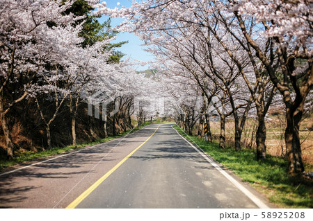 道路 4月 春の写真素材 5258