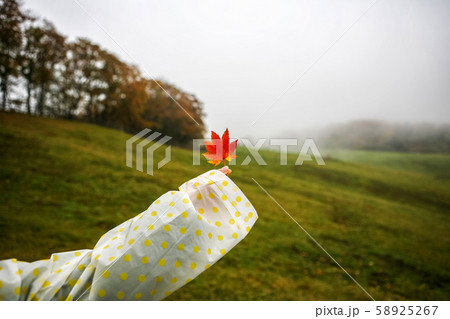 落葉 紅葉 秋 58925267