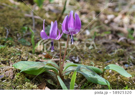 カタクリの花 カタクリの花 58925320