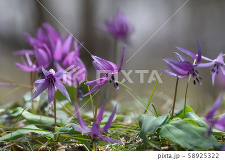 カタクリの花 58925322