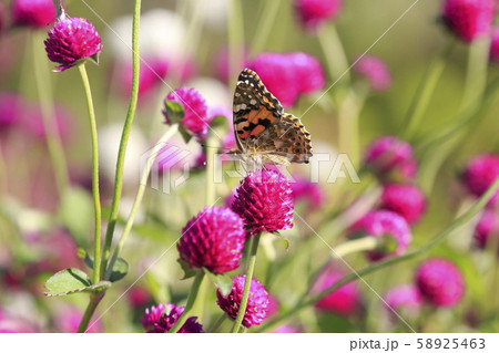 花畑のチョウ 花畑のチョウ 58925463