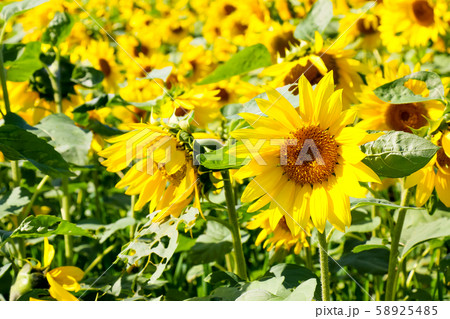 ひまわり　パレットの丘　ひまわり畑　千歳　名所　観光地　北海道 58925485