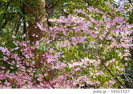 醍醐寺の陽光桜 醍醐寺の陽光桜 58925587