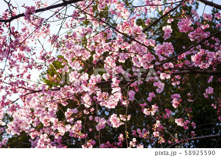 醍醐寺の陽光桜 醍醐寺の陽光桜 58925590