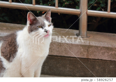 物欲しそうな猫 58926257