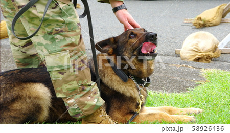 軍用犬 58926436