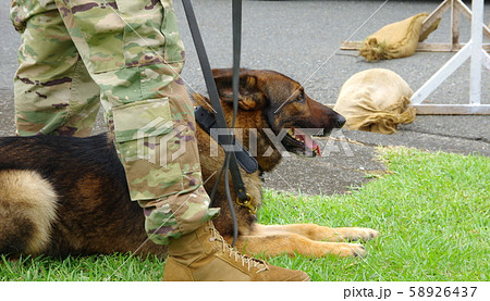 軍用犬 58926437