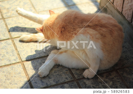 けずくろいねこ 58926583