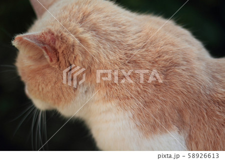 猫の後頭部 58926613