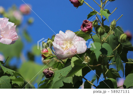 青空+フヨウの花 青空+フヨウの花 58927131