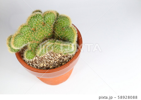 脳みそサボテン BRAIN CACTUS 脳みそサボテン BRAIN CACTUS 58928088