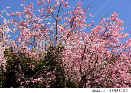 満開の桜に囲まれた梅岩寺の菩薩像(3) 58928190