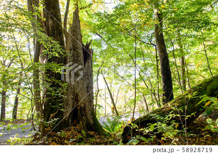 カツラの木　十和田湖　秋 58928719