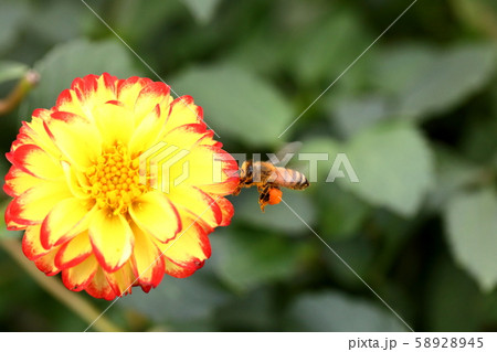 ダリア_かすがと蜜蜂 58928945